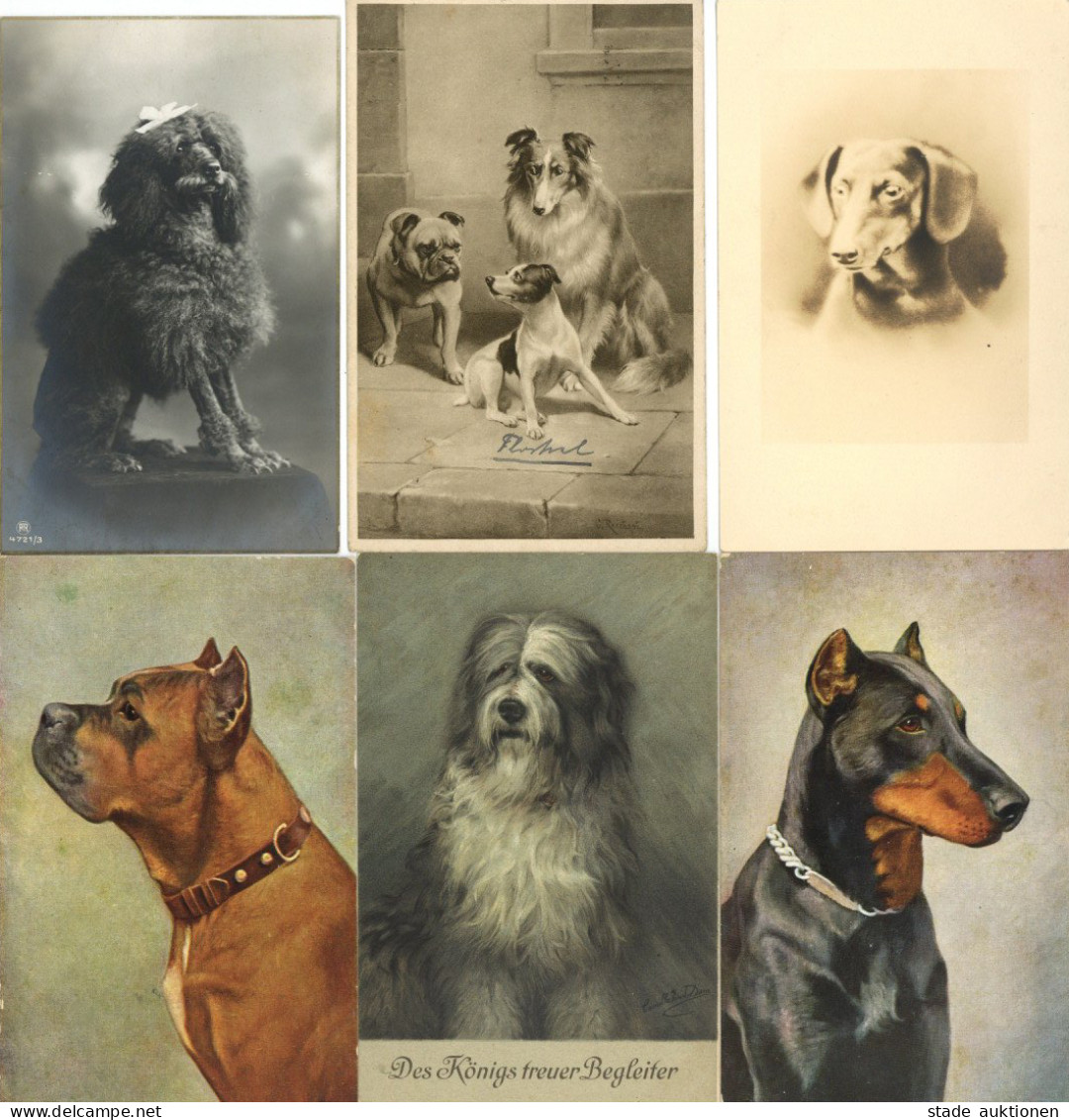 Hund Lot Mit 50 Ansichtskarten I-II Chien - Dogs