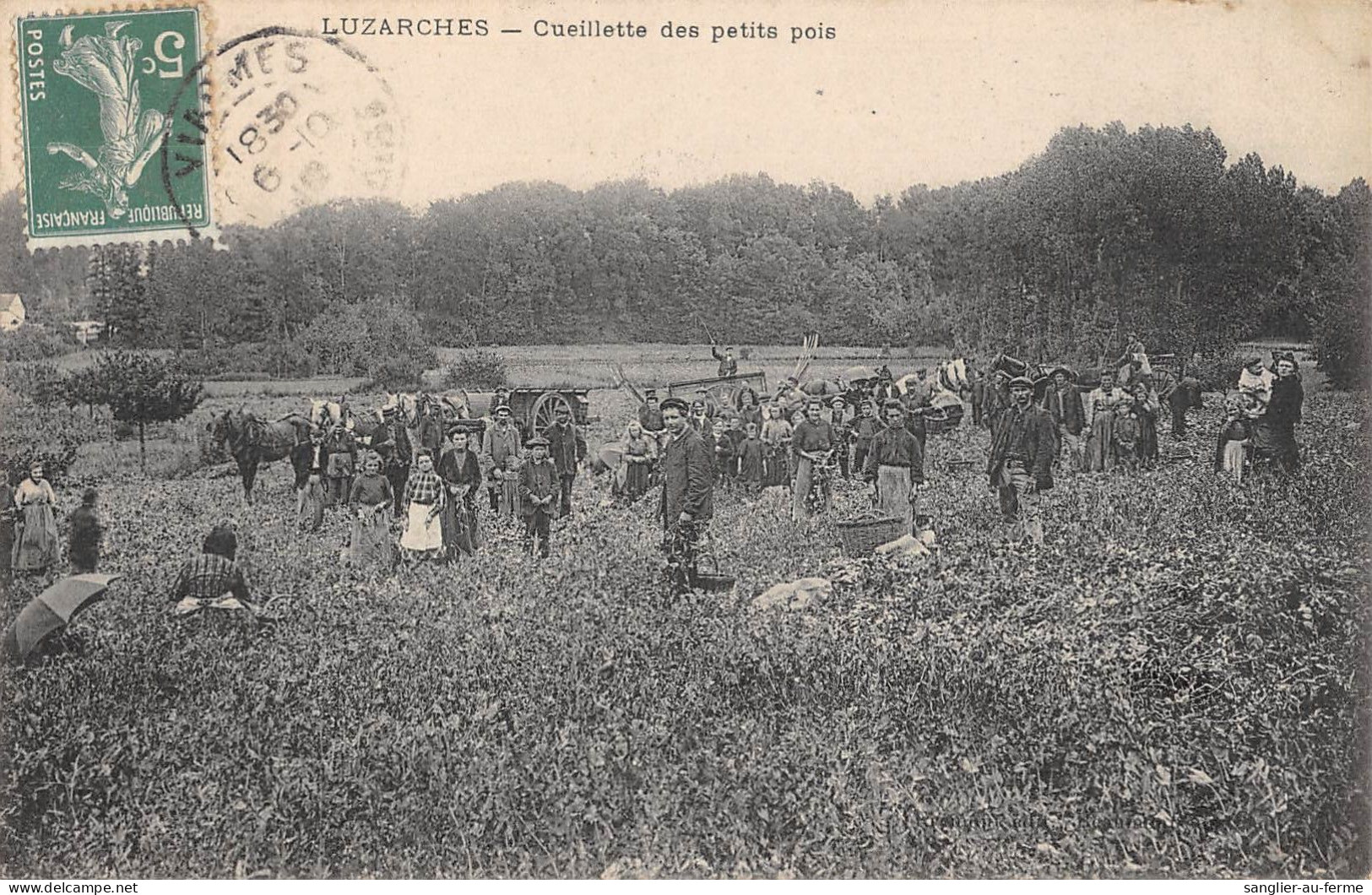 CPA 95 LUZARCHES / CUEILLETTE DES PETITS POIS - Luzarches