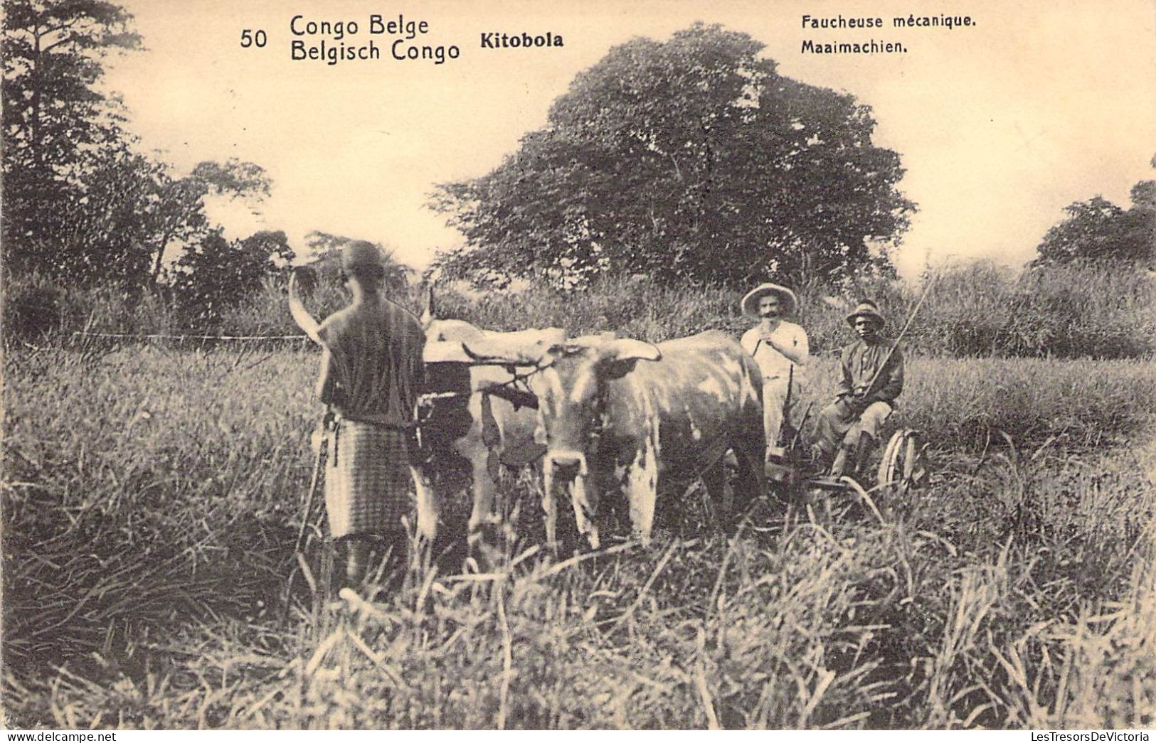 Congo Belge - Nitobola - Faucheuse Mécanique - Animé - Attelage De Bœufs - Carte Postale Ancienne - Belgian Congo