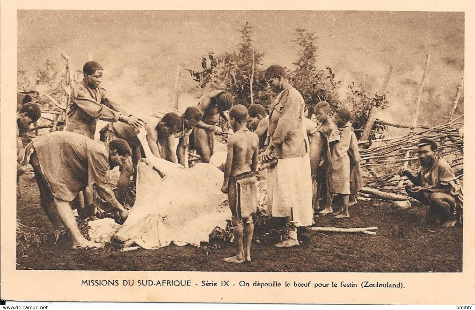 MISSIONS DU SUD-AFRIQUE - On Dépouille Le, Boeuf Pour Le Festin (Zoulouland) - Missions