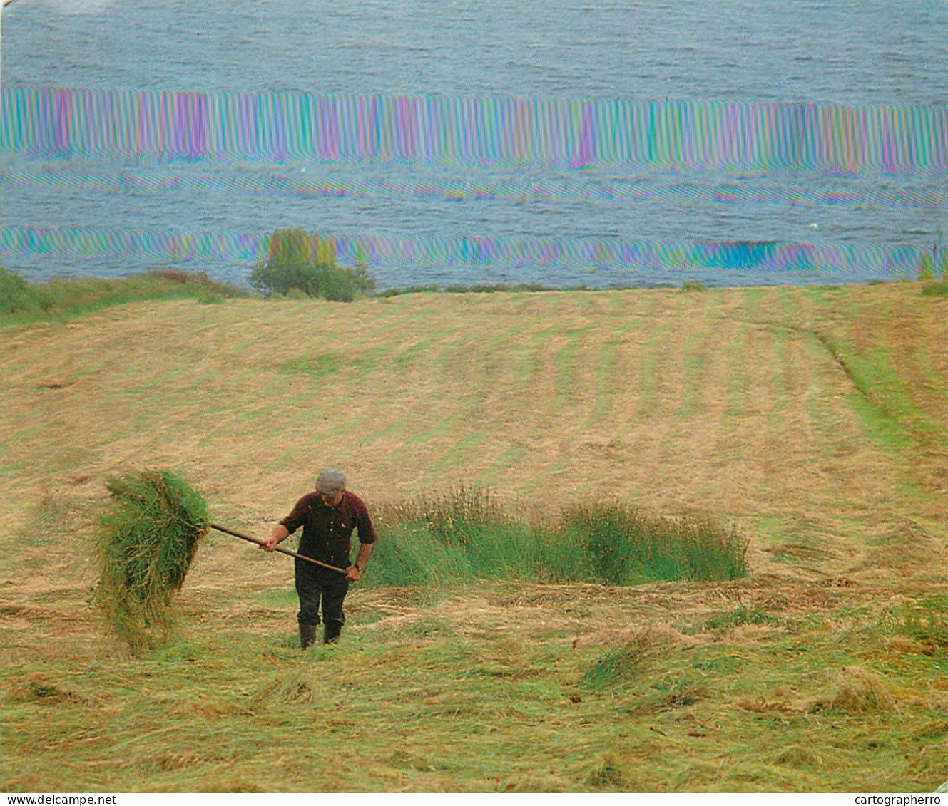 Irealand Killybegs Donegal Countryside Types And Scenes Shaking The Hay - Donegal