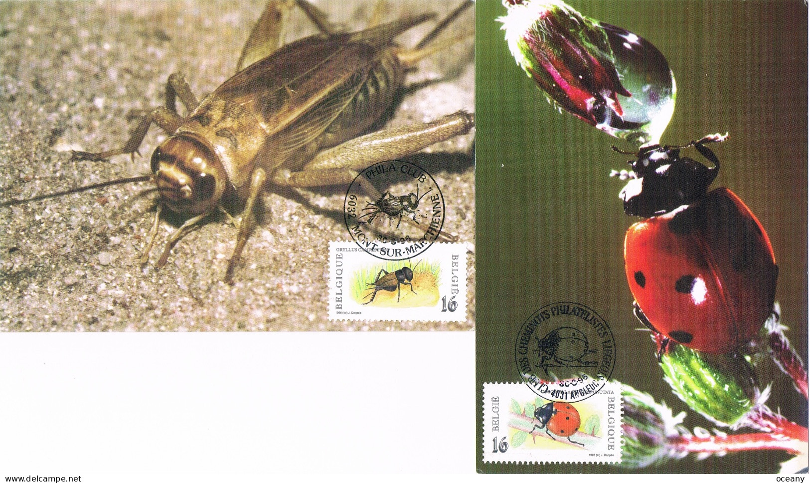 Belgique - 150e Anniversaire De L'Institut Royal Des Sciences Naturelles : Insectes CM 2630/2635 (année 1996) - 1991-2000
