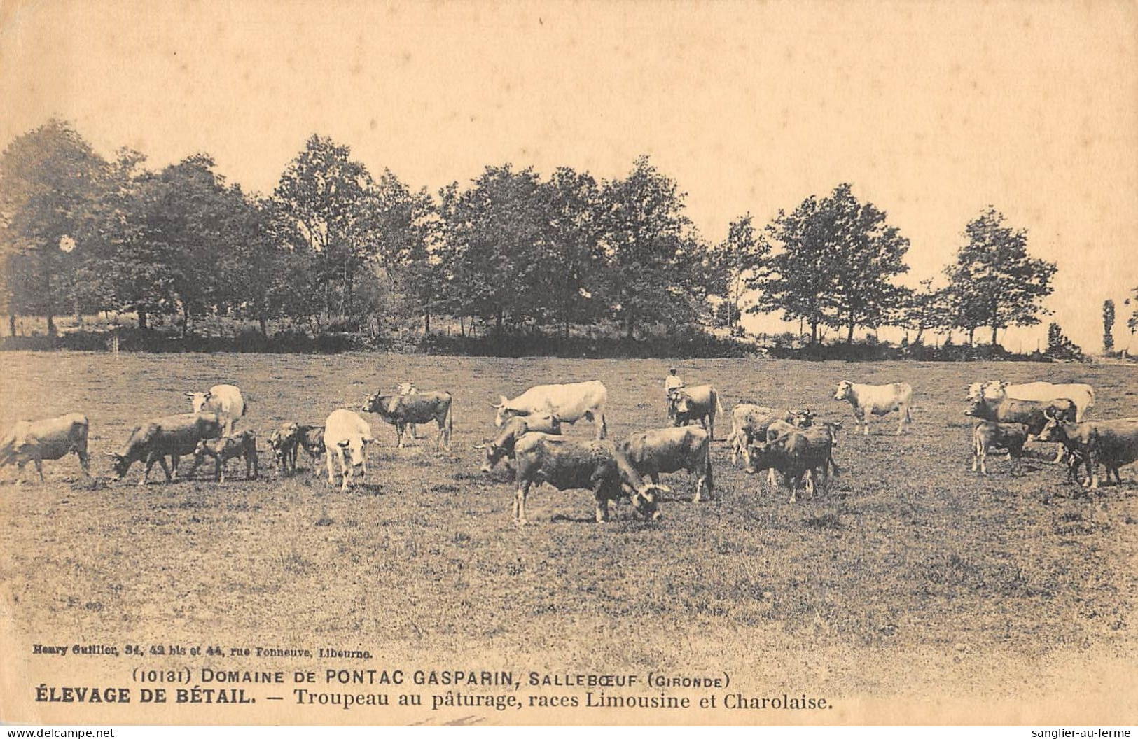 CPA 33 DOMAINE DE PONTAC GASPARIN / SALLEBOEUF / ELEVAGE DE BETAIL / TROUPEAU AU PATURAGE / RACES LIMOUSINES / CHAROLAIS - Sonstige & Ohne Zuordnung