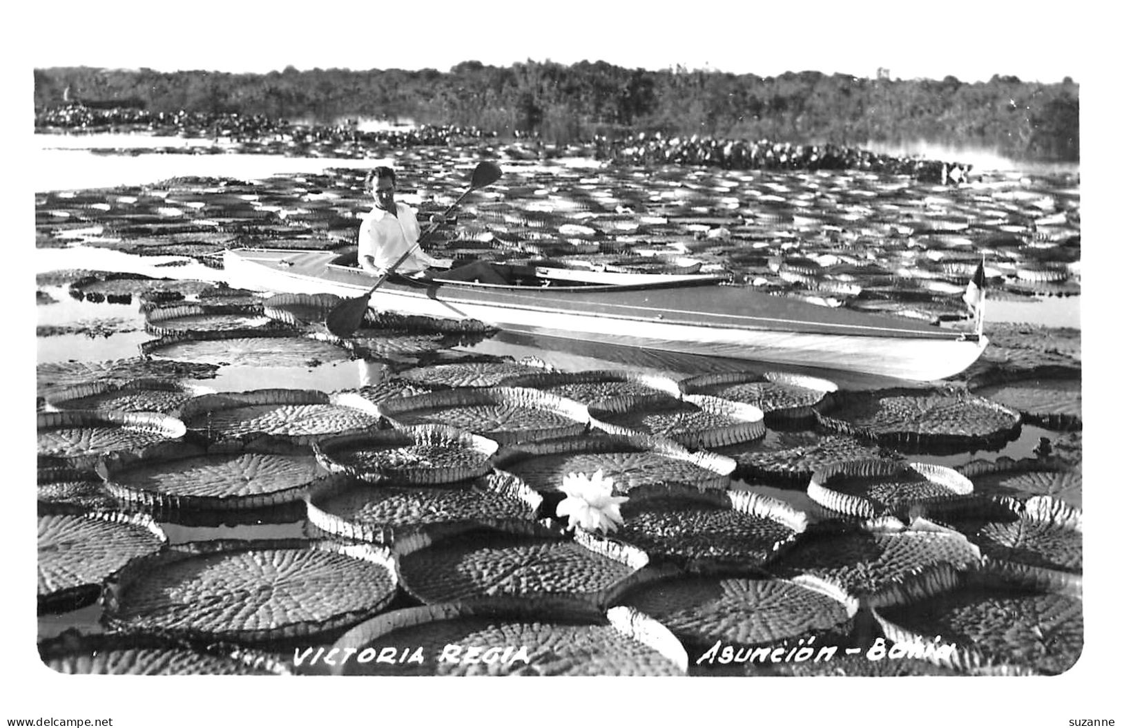 VICTORIA REGIA - ASUNCION - BAHIA - Friedrich Fotografia - Paraguay