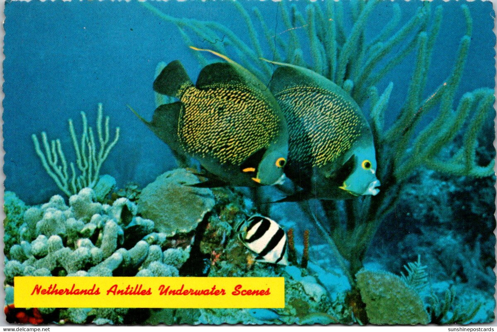 West Indies Netherland Antilles Underwater Scene French Angelfish - Other & Unclassified