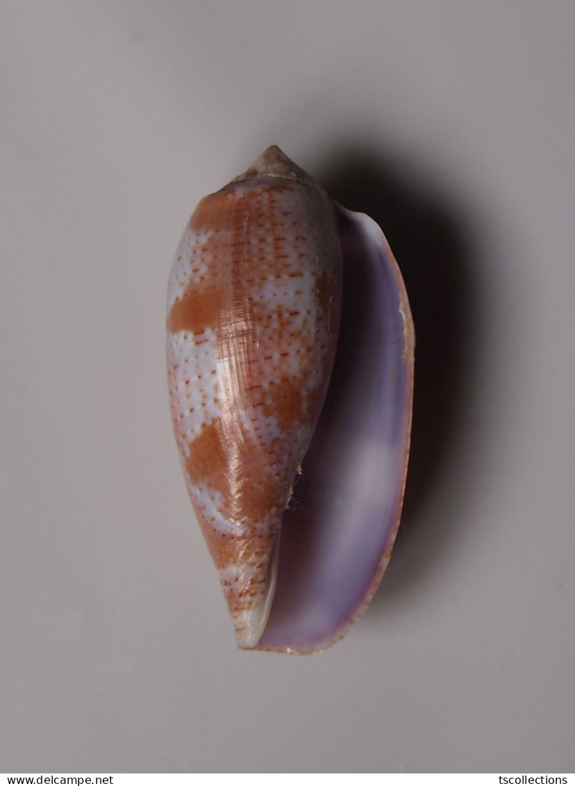 Conus Tulipa - Seashells & Snail-shells