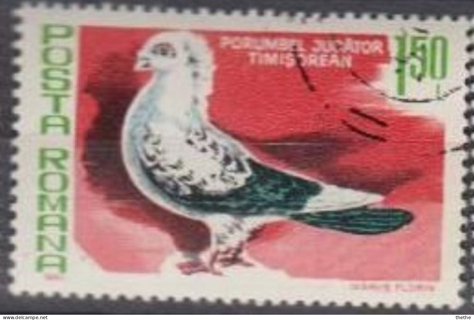 ROUMANIE - Pigeon Biset De Timisoara (Columba Livia Forma Domestica) - Usati