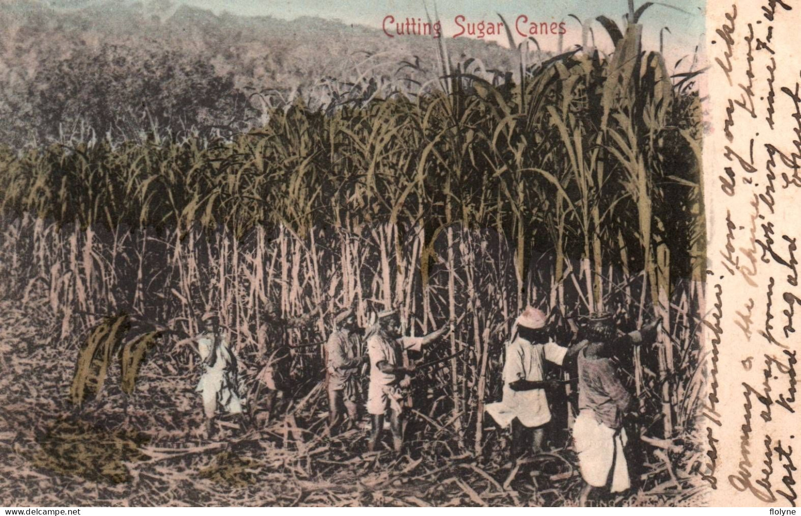 Durban ? - Cutting Sugar Canes - Cannes à Sucre - Afrique Du Sud South Africa Transvaal - Sud Africa