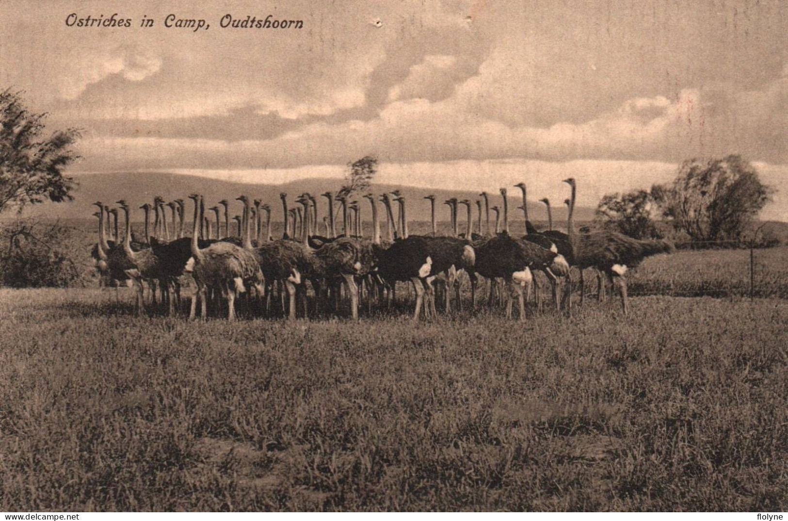Oudtshoorn - Ostriches In Camp - Autruches - Afrique Du Sud South Africa Transvaal - Afrique Du Sud