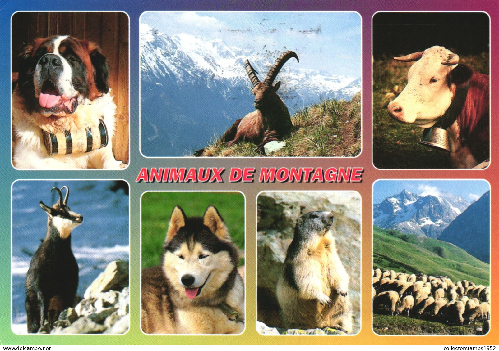 MOUNTAIN ANIMALS, DOG, COW, ST. BERNAND, ALPINE IBEX, CHAMOIS, SIBERIAN HUSKY, MARMOT, MERINO SHEEP, POSTCARD - Collezioni E Lotti