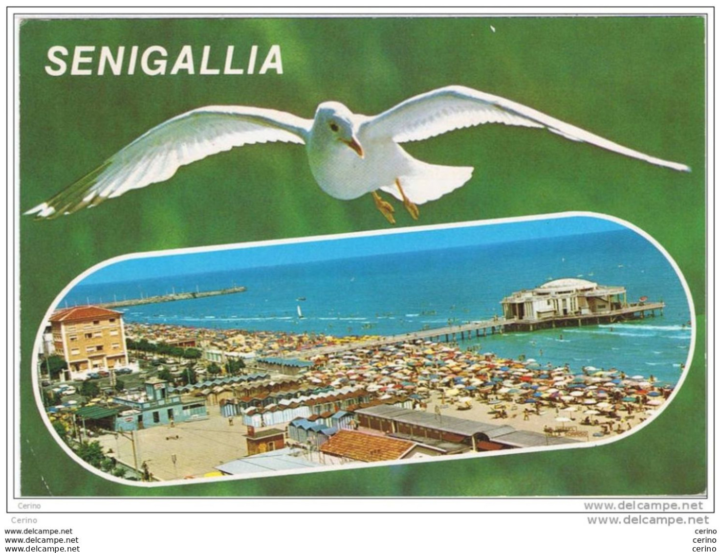 SENIGALLIA:  VISIONE  DEL  GABBIANO  -  FG - Senigallia