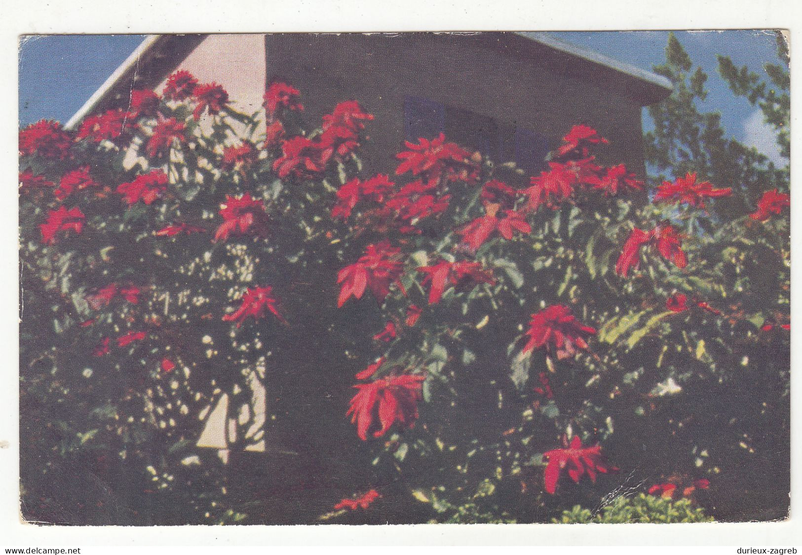 Bermuda - Poinsettias Bermuda Christmas Flower Postcard Posted 1947 To USA B230810 - Bermuda