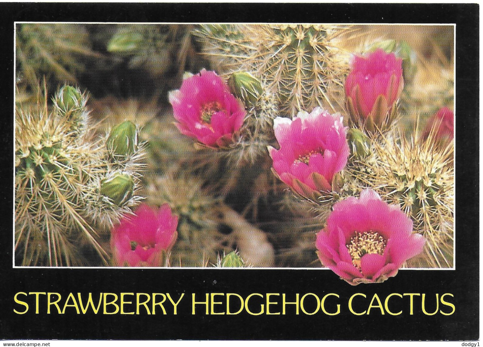 STRAWBERRY HEDGEHOG CACTUS, ARIZONA, UNITED STATES. UNUSED POSTCARD   Wt6 - Cactus