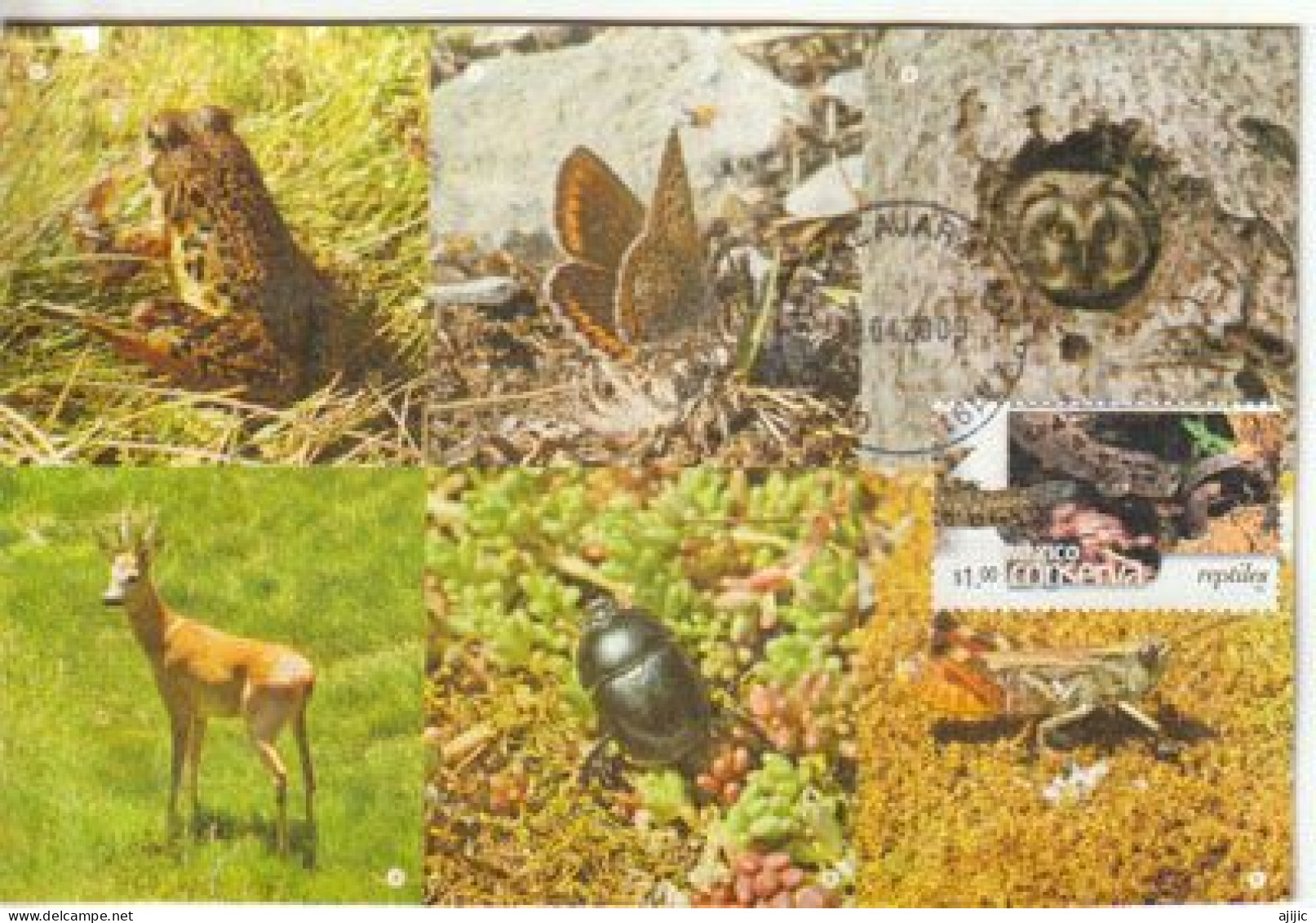 MEXICO. Stamp Mexican Wildlife, Reptiles, Etc. "Mexico Conserva". Environmental Protection. Maximum-card - Serpents