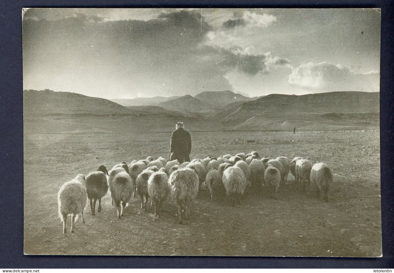 CPM - PALESTINE - PRÈS DE JERICHO, DES BÉDOUINS - Palestine