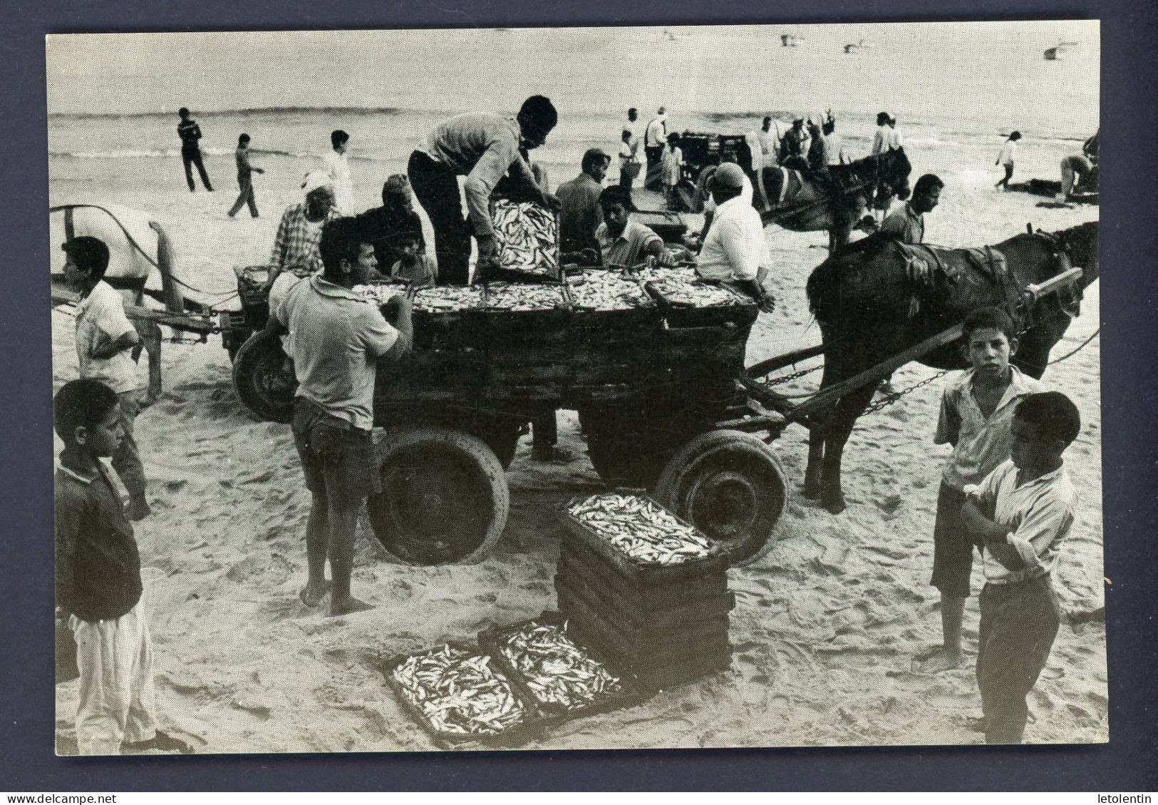 CPM - PALESTINE - DES PÊCHEURS À GAZA - Palestine