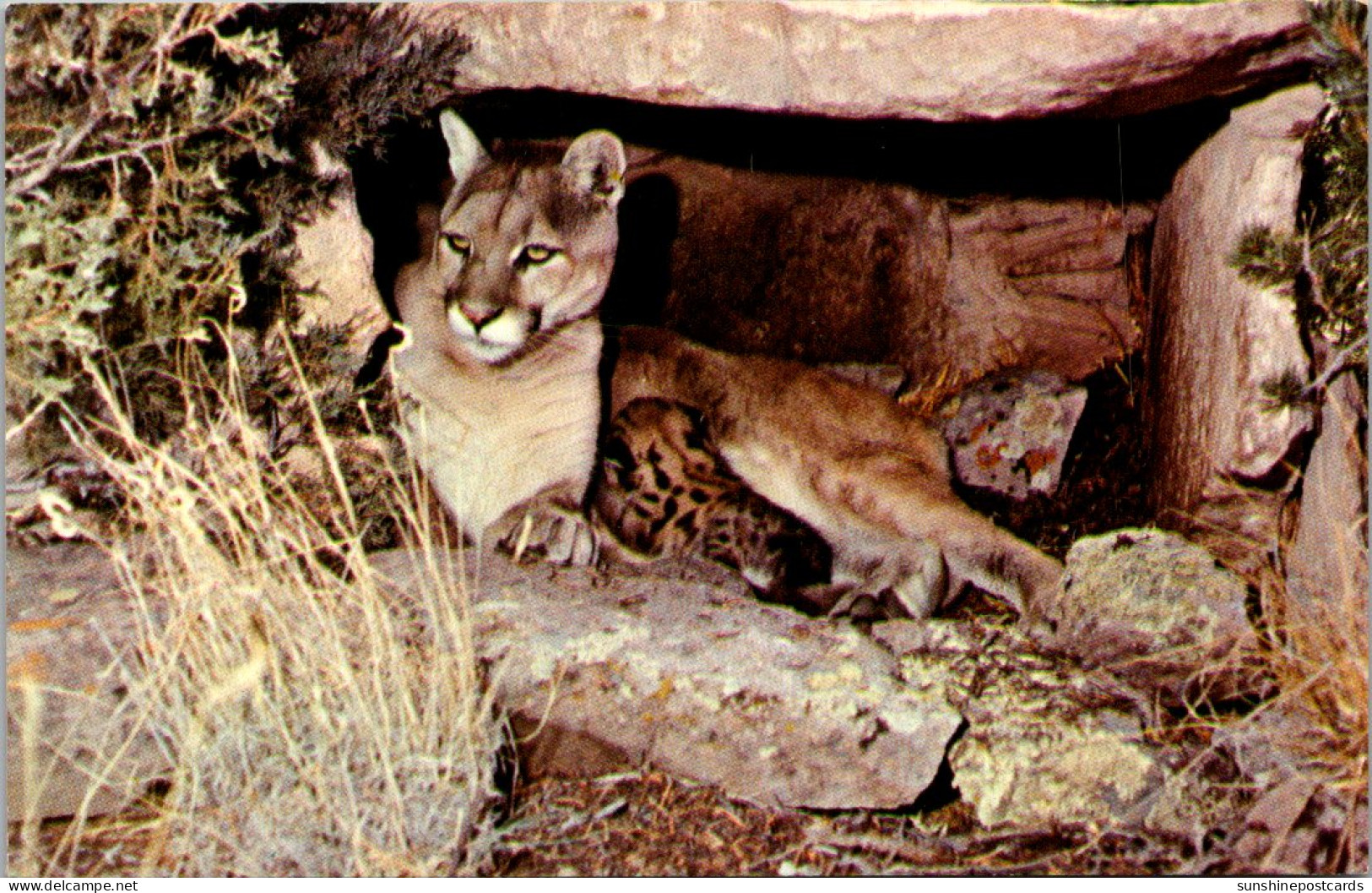 Lions Adult Mountain Lion And Kitten - Lions