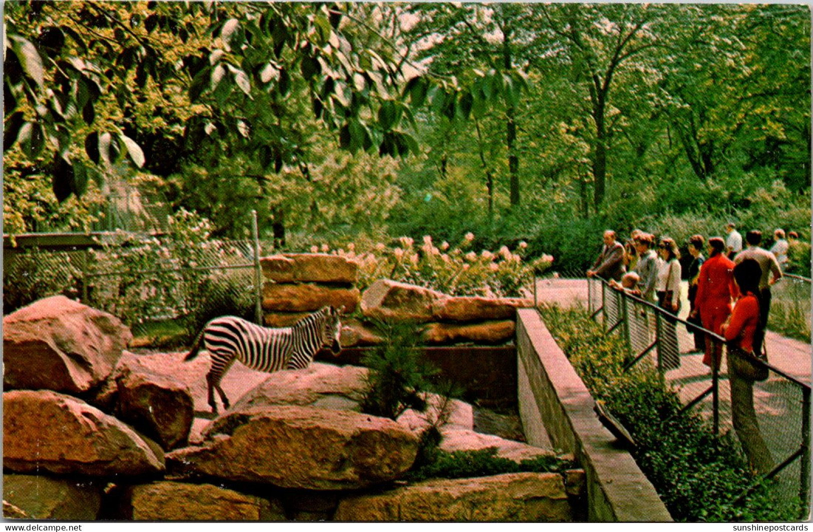 Zebras Wild Equine Exhibits Topeka Zoological Park Topeka Kansas - Cebras