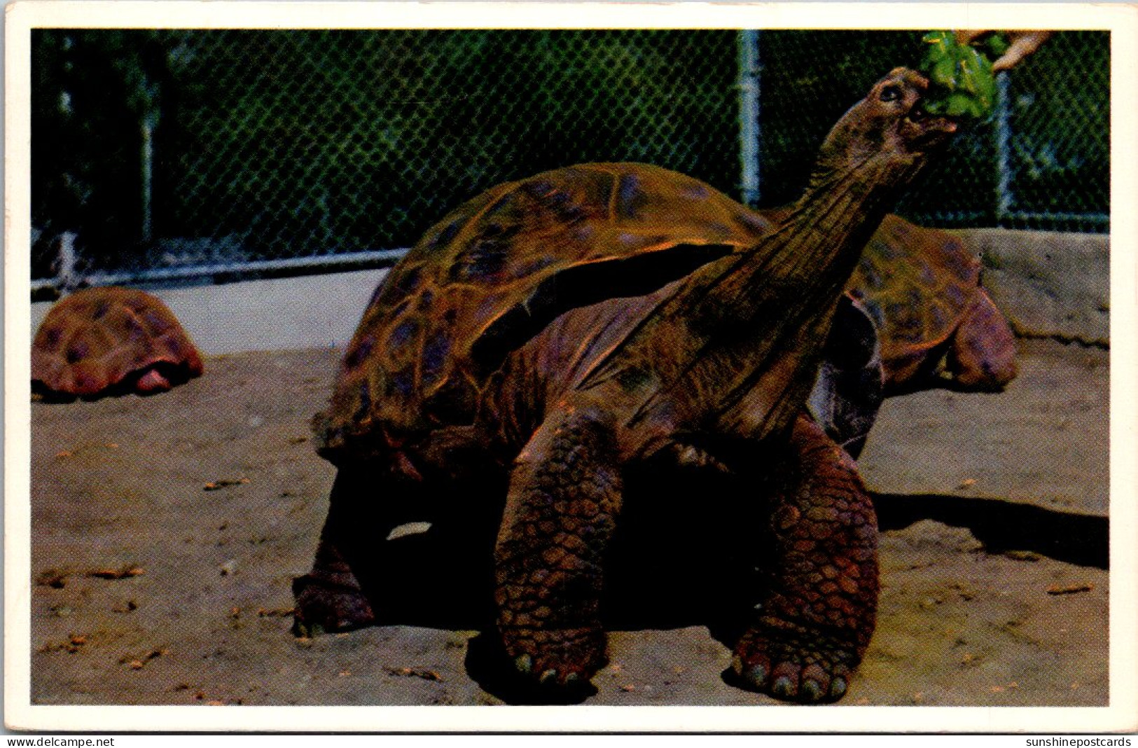 Giant Tortoise Galapagos Islands San Diego Zoo  - Tortues