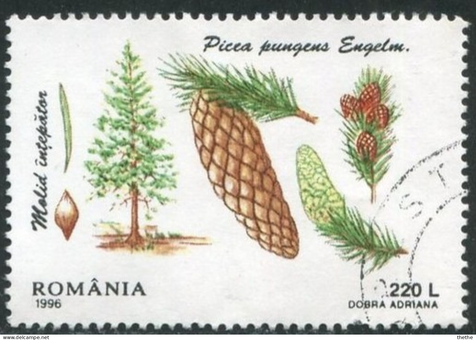 ROUMANIE - Épicéa Bleu (Picea Pungens) - Usado