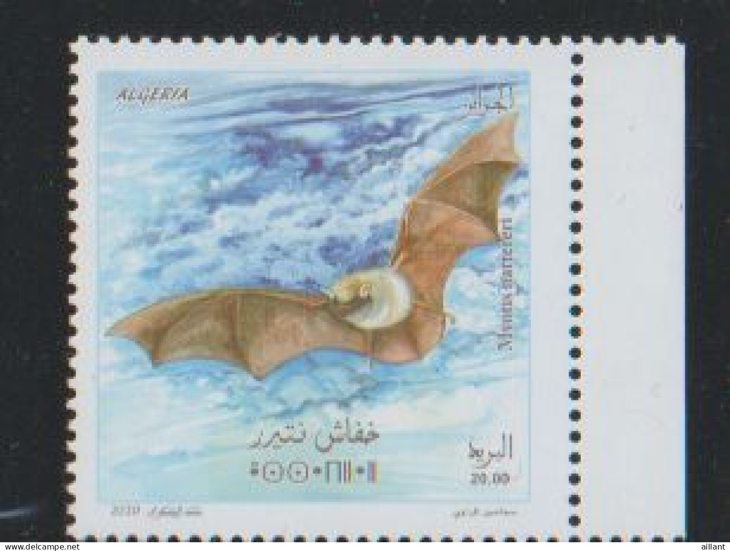 Algérie. Algeria.2020. Chauve-souris; Bat;   Murin De Natterer - Chauve-souris