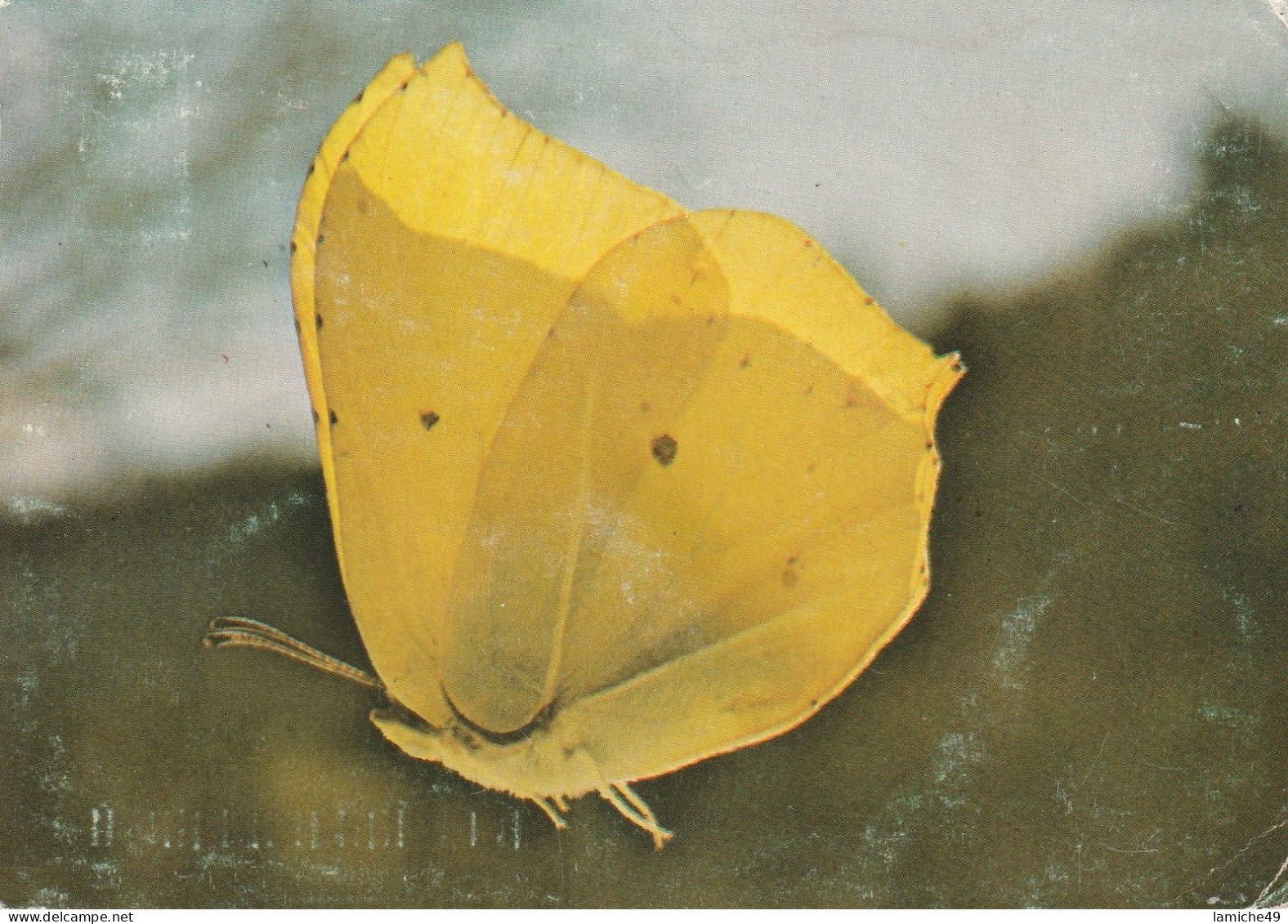 5 Cartes Papillon Jaune Citron GONEPTERYX RHAMNI  Aux Anémones LIMENITIS Publicitaire - Papillons