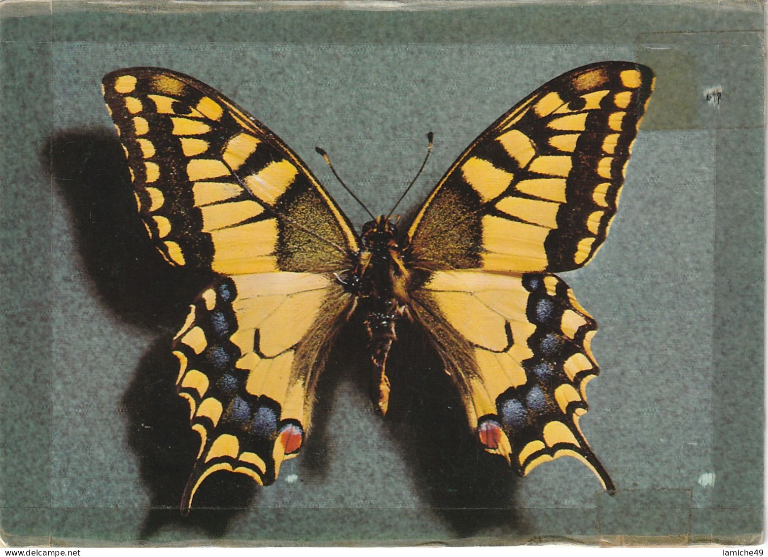 5 Cartes papillon jaune citron GONEPTERYX RHAMNI  aux anémones LIMENITIS publicitaire