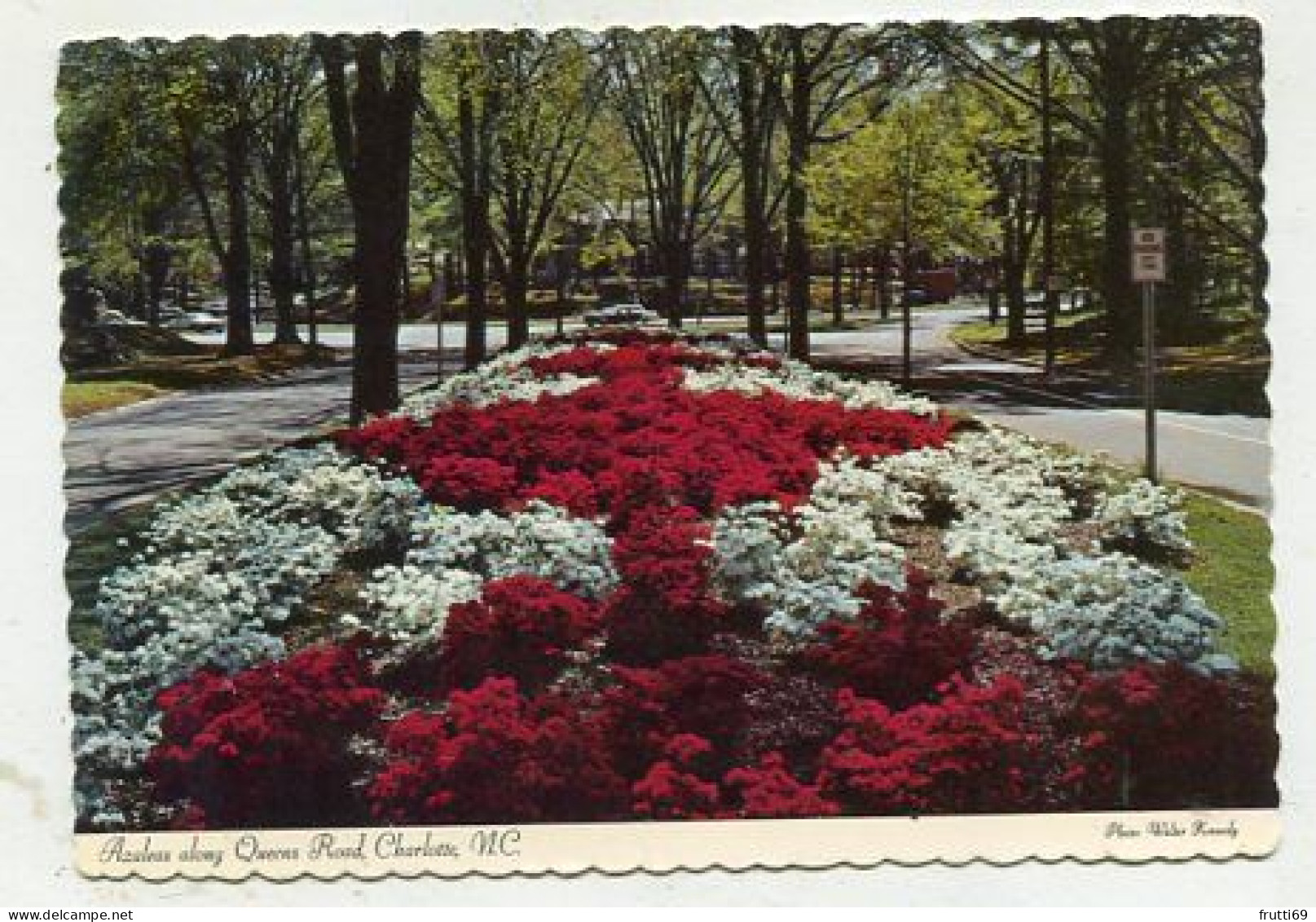 AK 159152 USA - North Carolina - Charlotte - Azaleas Along Queens Road - Charlotte