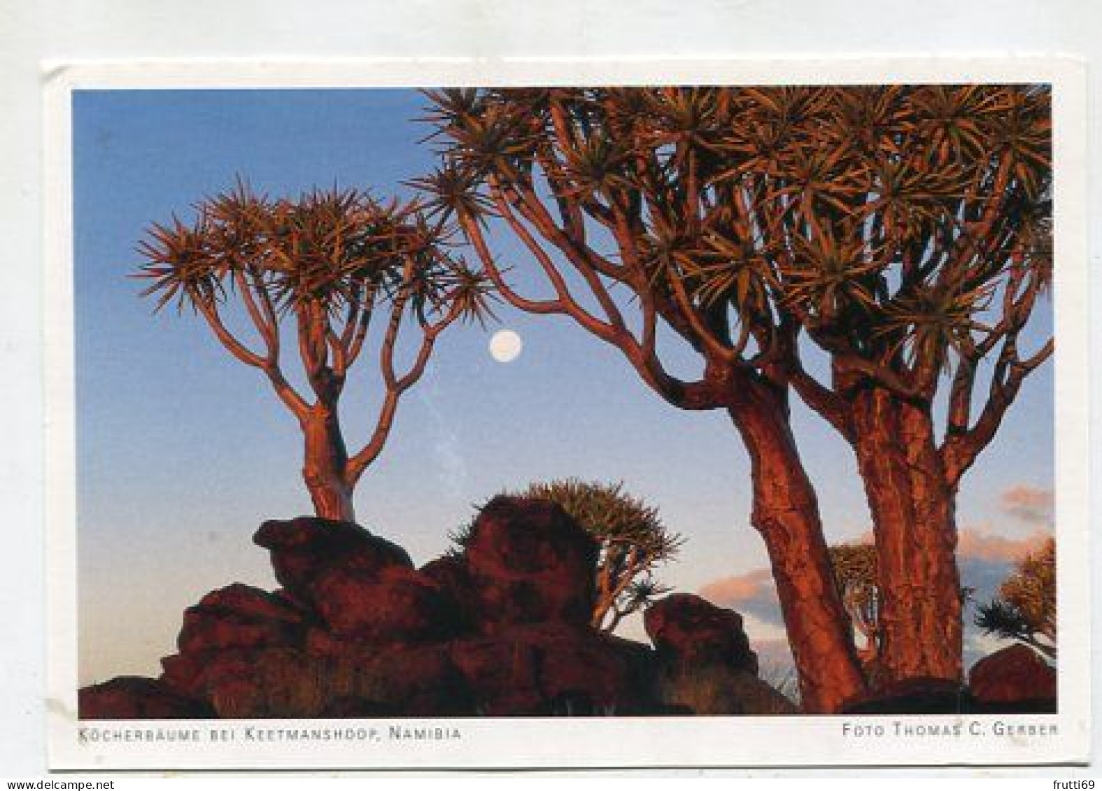 AK 159211 NAMIBIA - Köcherbäume Bei Keetmanshoop - Namibië