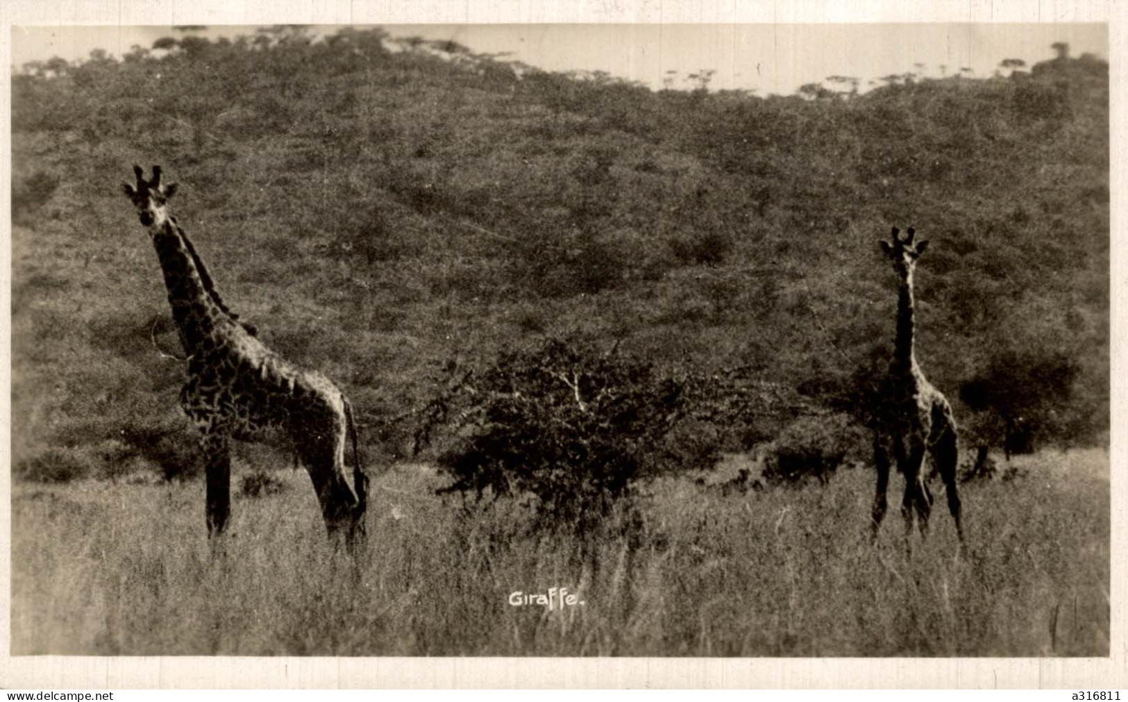 Giraffe - Giraffes