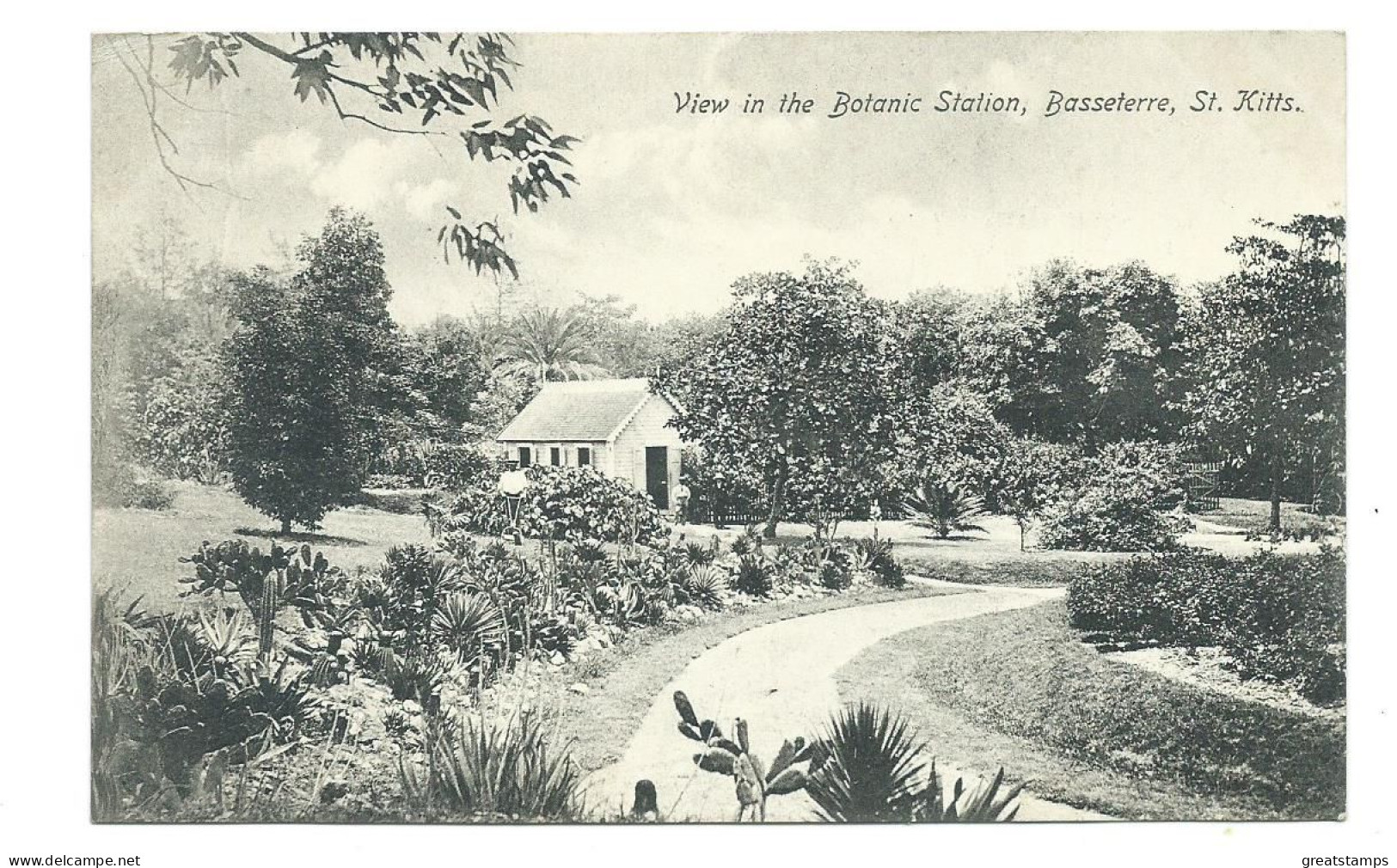 St.kitts Old Postcard View In Thr Botanic Station Basseterre Unused - Saint Kitts And Nevis