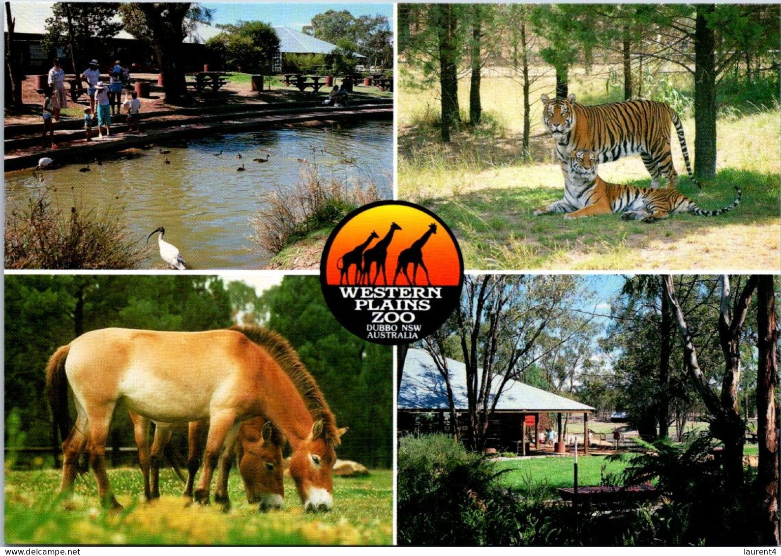 2-9-2023 (4 T 5) Australia - NSW - Dubbo Western Plain Zoo - Dubbo
