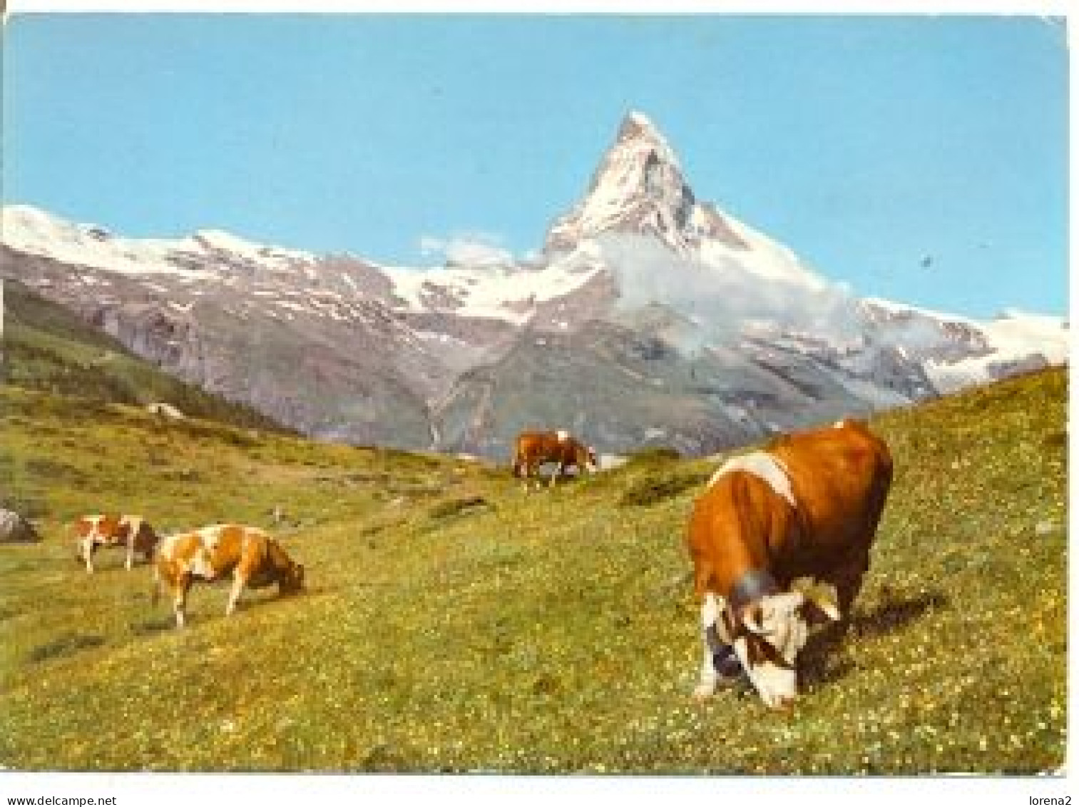 Postal  Suiza. Weide Bei Zermatt. Vacas Pastando. 7-sui95 - Matt