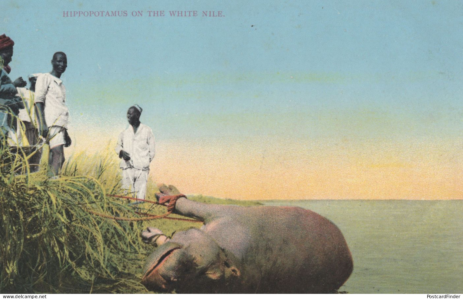 Hippopotamus Hunting On The White Nile Sudan Old Postcard - Ippopotami