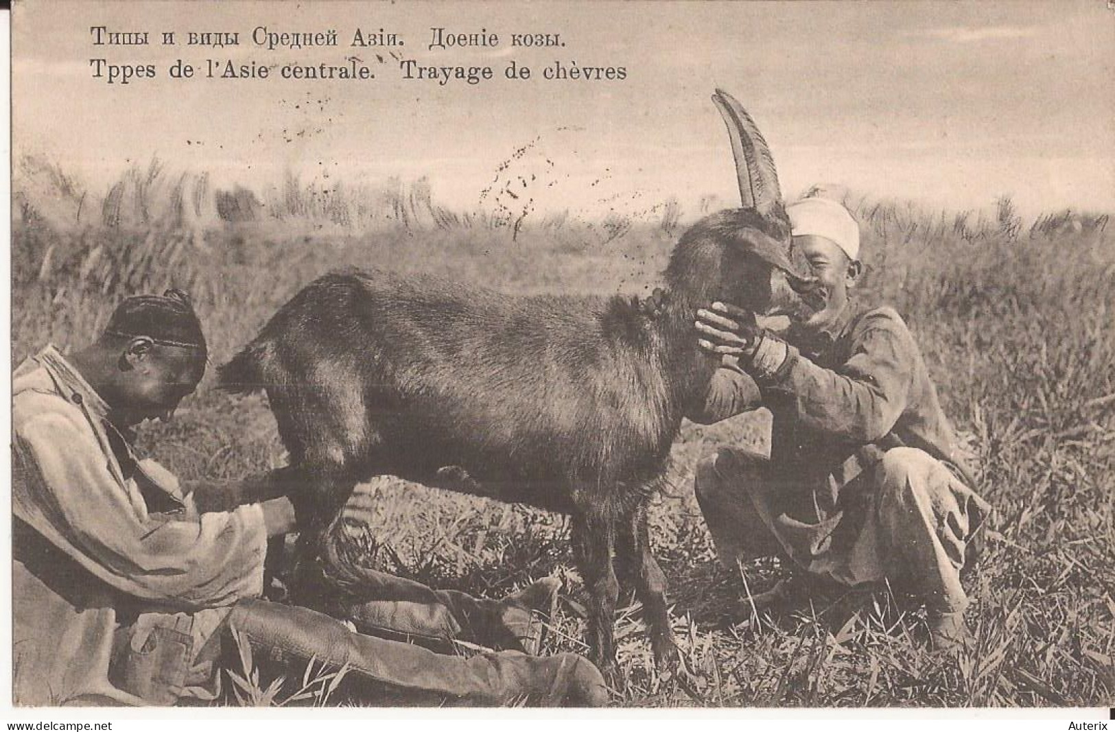 Ouzbékistan Ou Russie Centrale - Types Et Scène De L'Asie Centrale - Trayage De Chèvres Goat - Usbekistan
