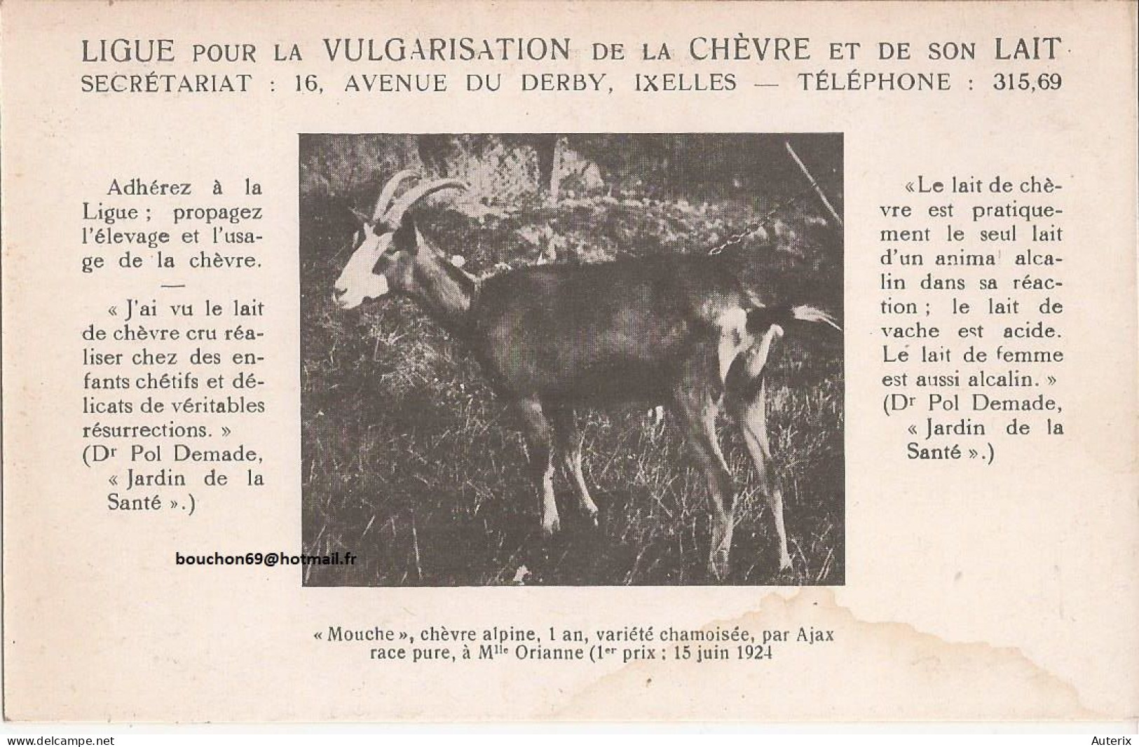 Belgique - Ixelles - Ligue Pour La Vulgarisation De La Chevre Et Son Lait - Mouche Chevre Alpine 1924 Goat - Elsene - Ixelles