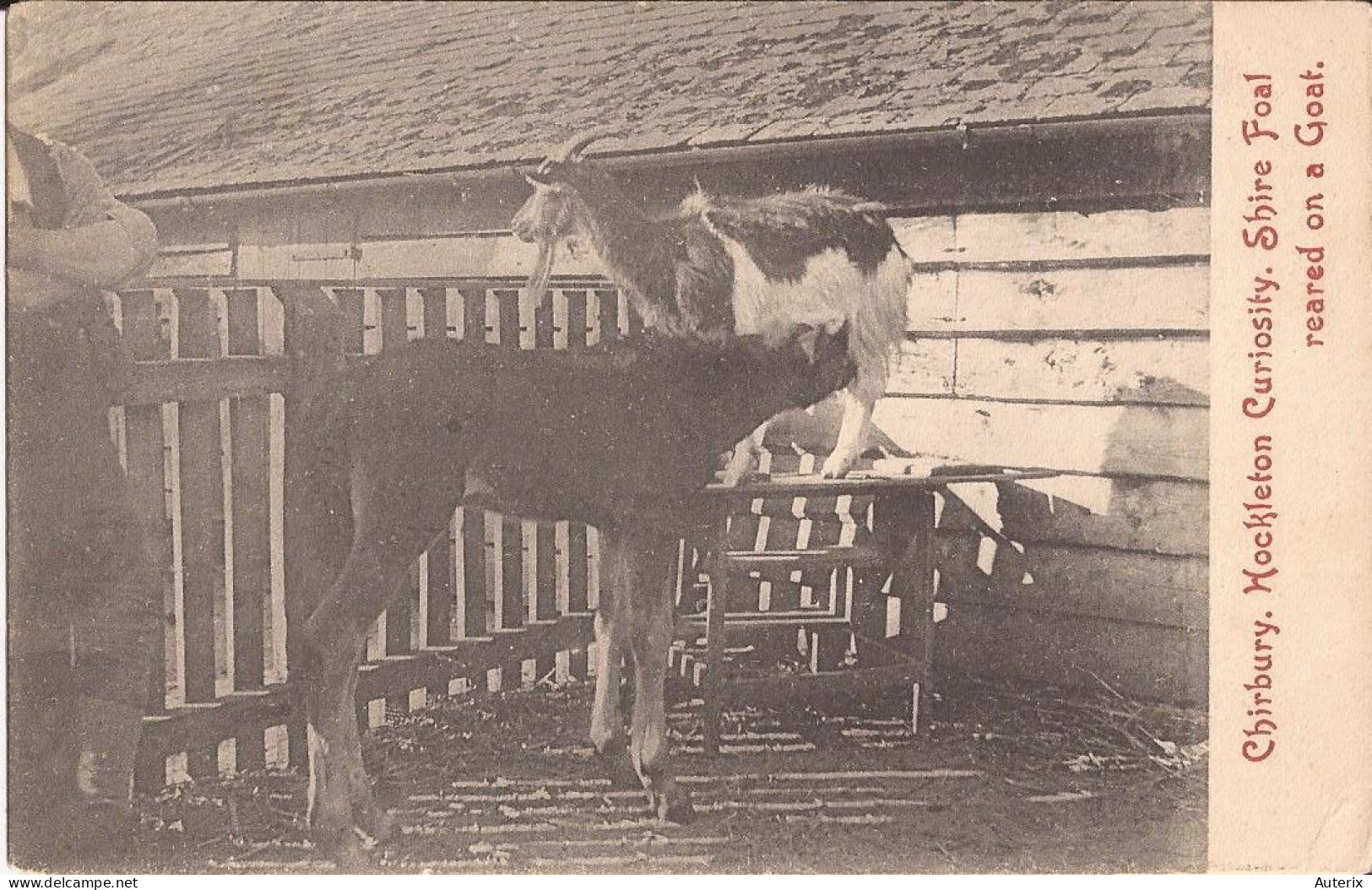 Royaume-Uni - Chirbury- Hockleton Curiosity, Shire Foal Reared On A Goat - Shropshire