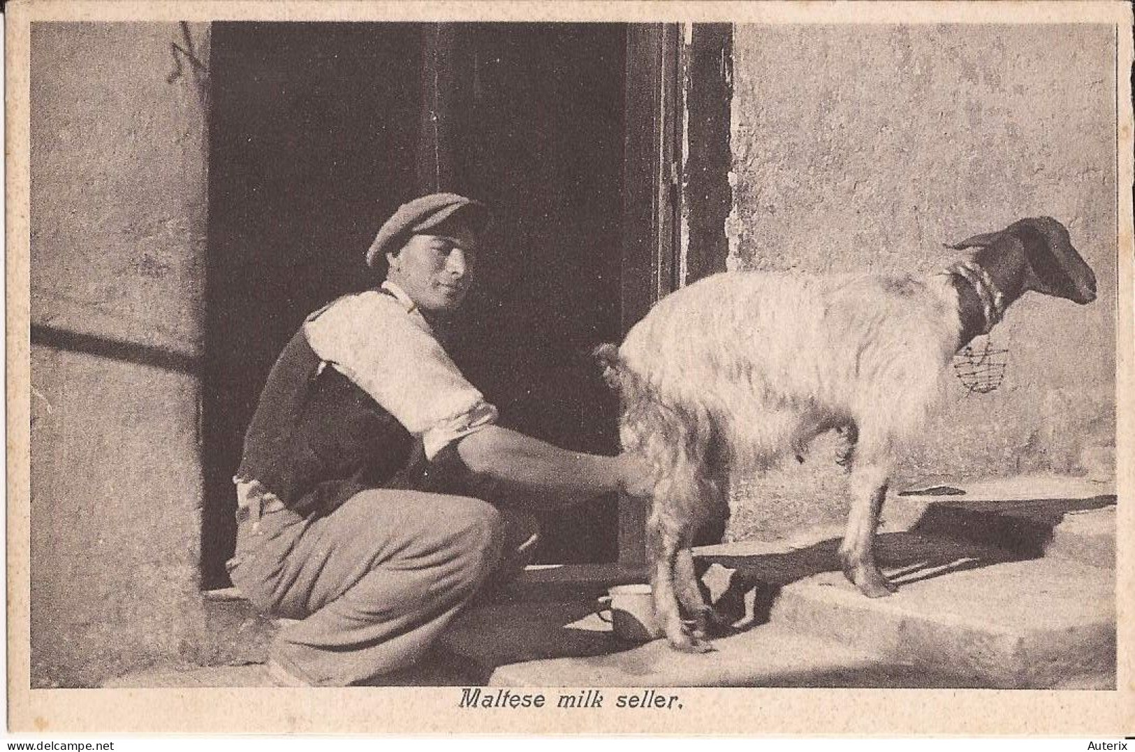 Malte Malta - Maltese Milk Seller Milkseller Goat - Malte