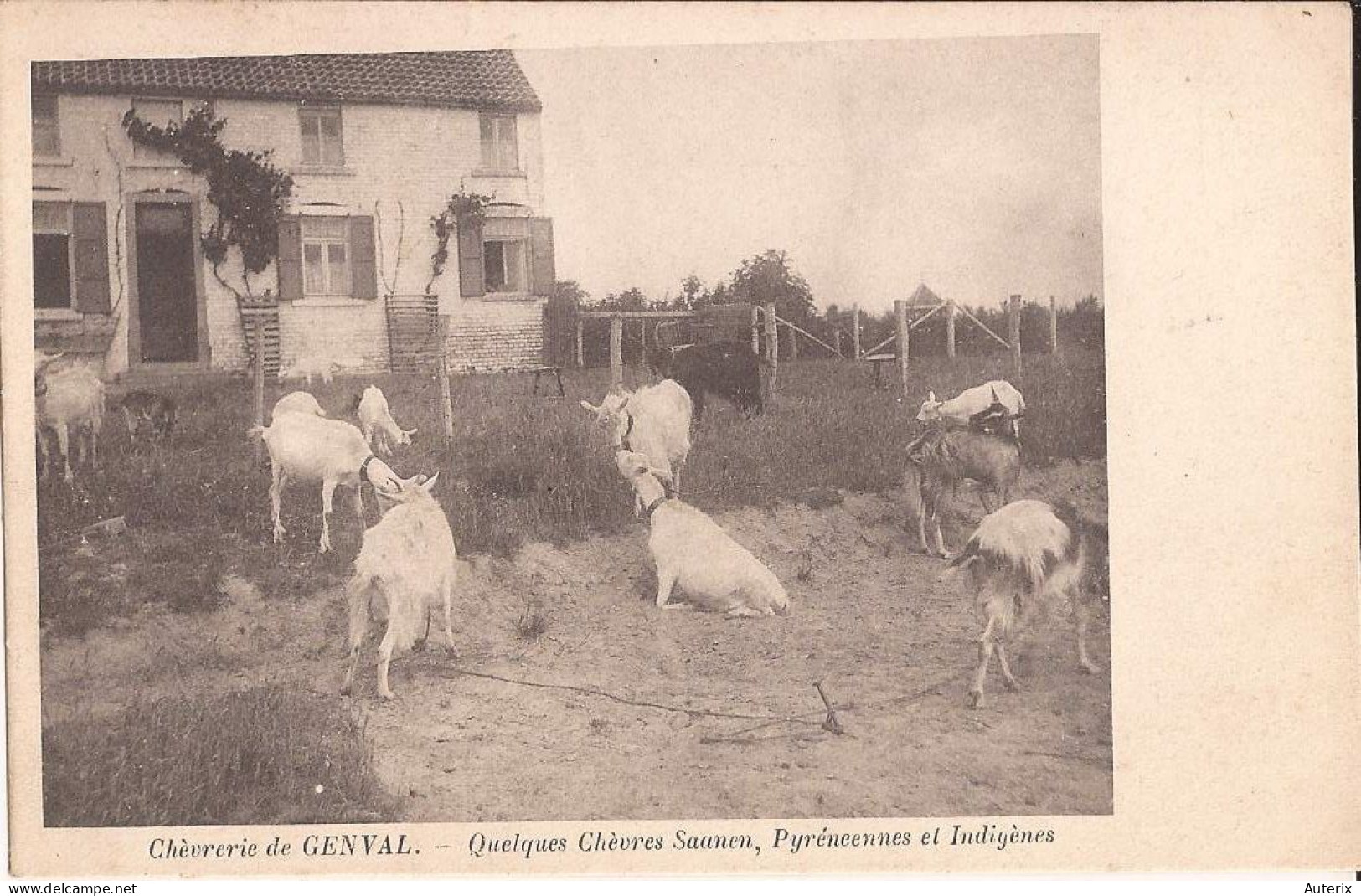 Belgique - Genval - Chèvrerie - Quelques Chèvres Saanen, Pyrénéennes Et Indigènes Goat - Rixensart