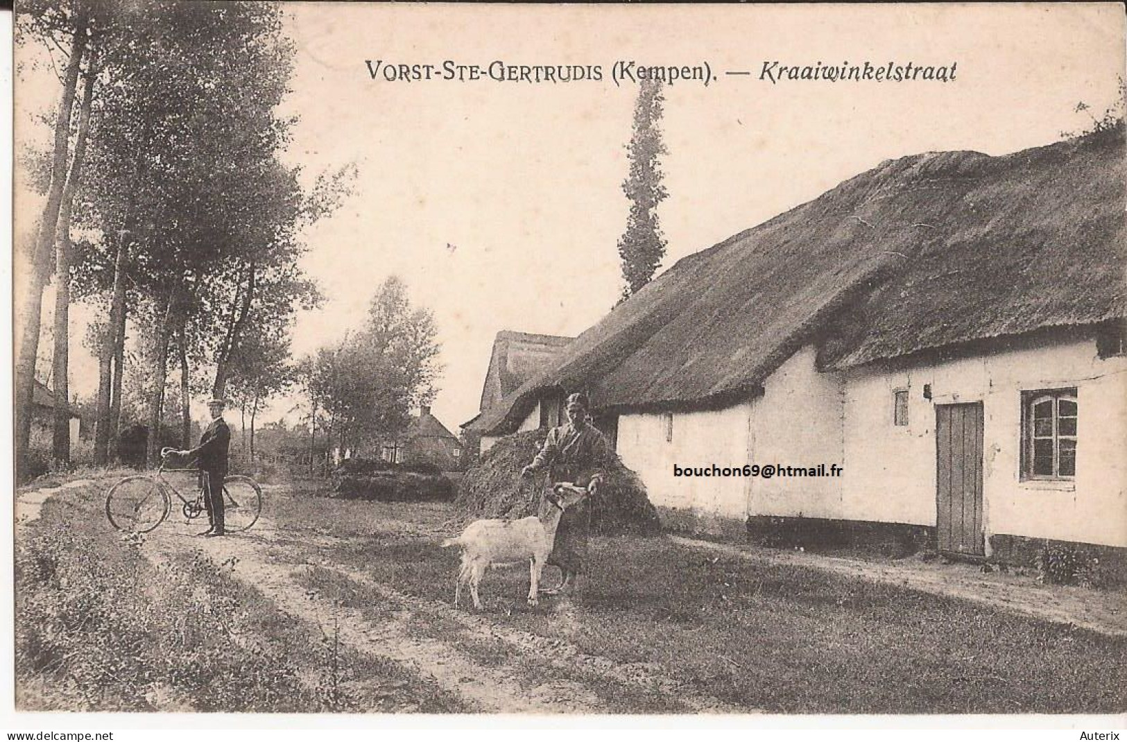 Belgique - Vorst Ste Gertrudis (kempen) Kraaiwinkelstraat Goat - Laakdal