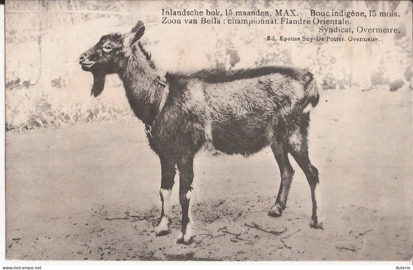 Belgique - Overmeire - Bouc Indigène, 15 Mois, MAX, Fils De BELLA, Championnat Flandre Orientale Goat - Berlare