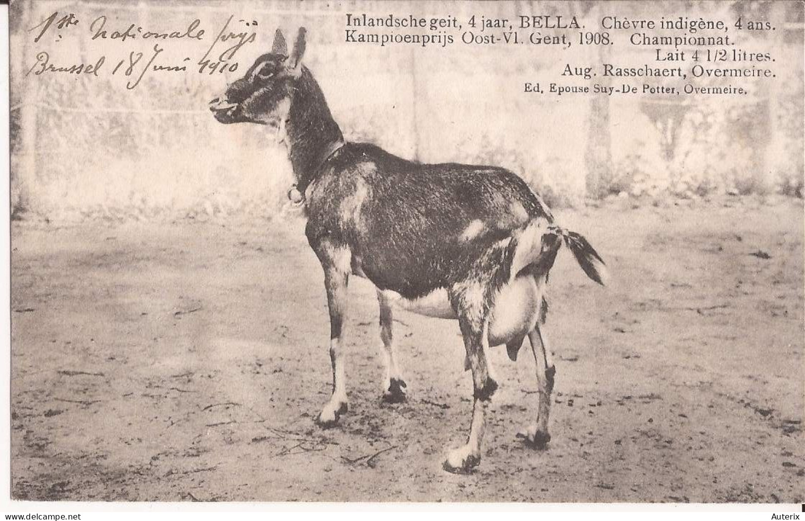 Belgique - Gent - Chèvre Indigène, 4 Ans, BELLA, Championnat. Lait 4,5 Litres 1908 Goat - Berlare