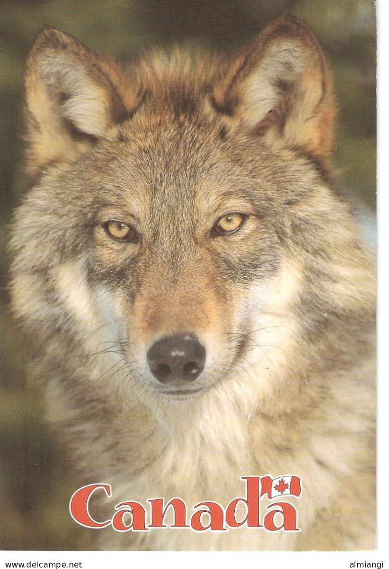 CANADA - Loup Gris (Canis Lupus) - Moderne Kaarten