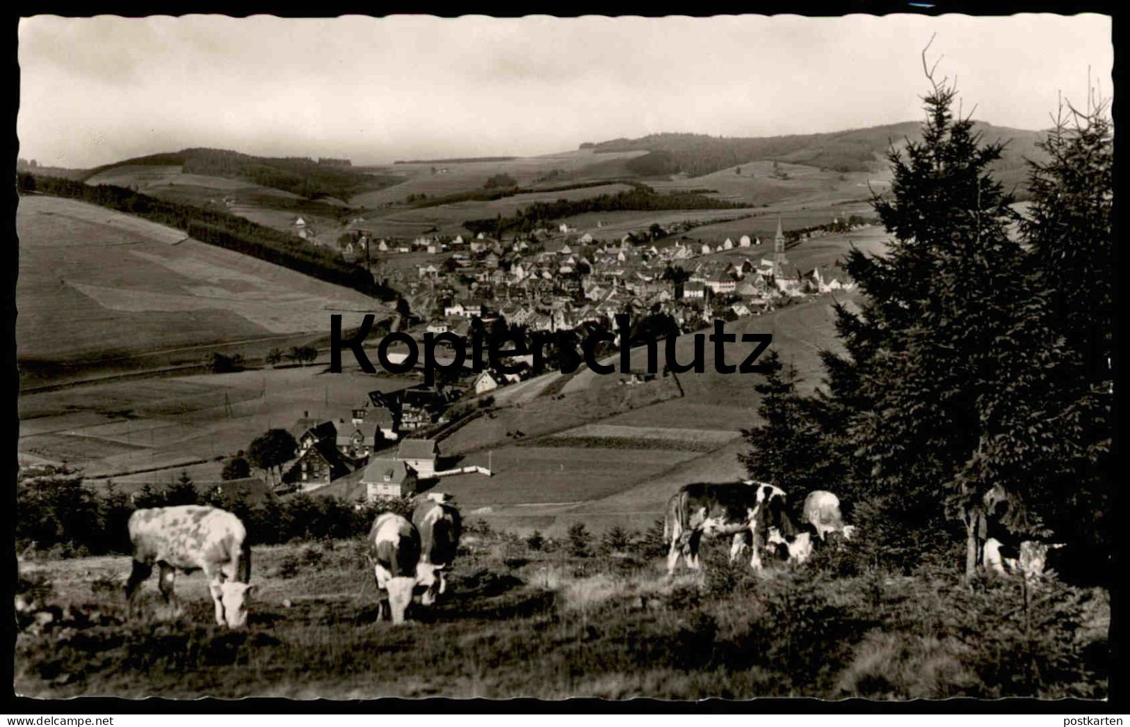 ÄLTERE POSTKARTE FURTWANGEN SCHWARWALD PANORAMA KÜHE Cows Vaches Ansichtskarte AK Cpa Postcard - Furtwangen