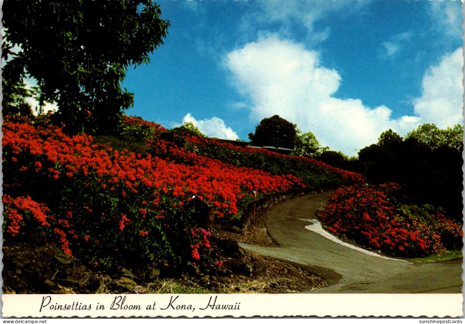 Hawaii Big Island Kona Poinsettias In Bloom - Big Island Of Hawaii