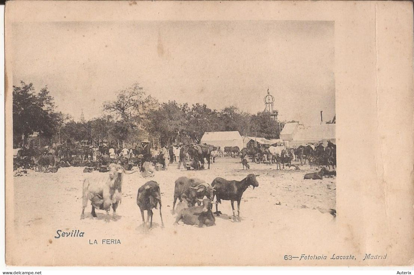 Espagne - Sevilla - La Féria - Lacoste Cabra Goat - Sevilla (Siviglia)