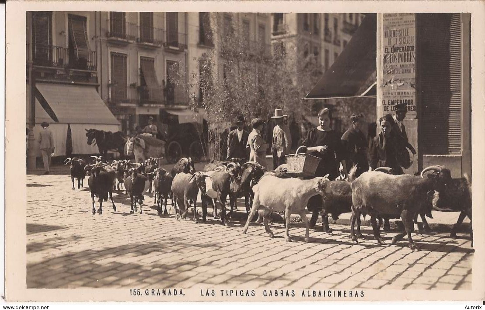 Espagne - Granada - Grenade - Las Tipicas Cabras Albaicineras Cabra Goat - Granada