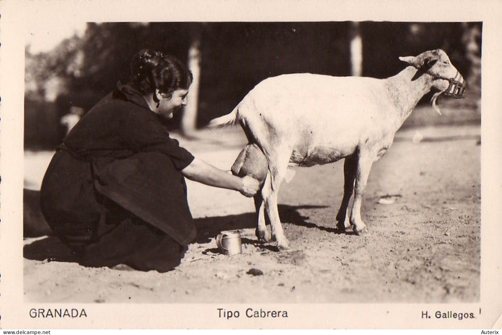 Espagne - Granada -Tipo Cabrera Cabra Goat - Granada