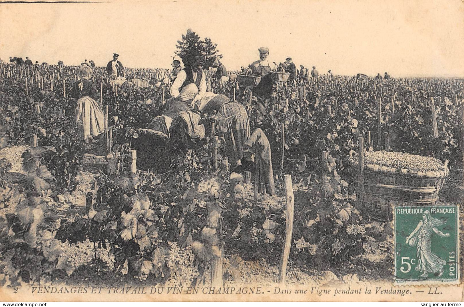 CPA 51 VENDANGES ET TRAVAIL DU VIN EN CHAMPAGNE / DANS UNE VIGNE PENDANT LA VENDANGE - Andere & Zonder Classificatie