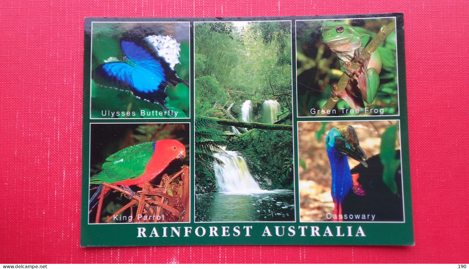 Rainforest Australia.Ulysses Butterfly.Green Tree Frog,Cassowary,King Parrot - Other & Unclassified